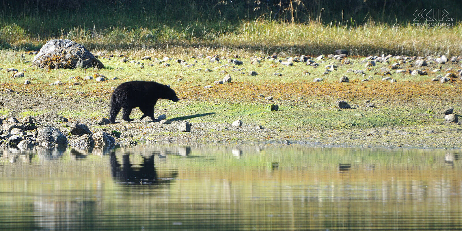 Tofino - Black bear From Tofino we book a morning boat trip to seek black bears (Ursus americanus). At low tide the black bears are looking for crabs at rocky beaches of the many islands.<br />
 Stefan Cruysberghs